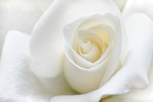 Fototapeta Miękka biała róża