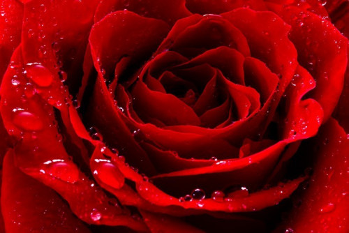 Fototapeta Czerwona róża z kropli wody