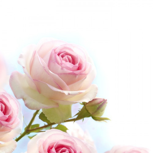Fototapeta Różowa róża na niebieskim białym tle
