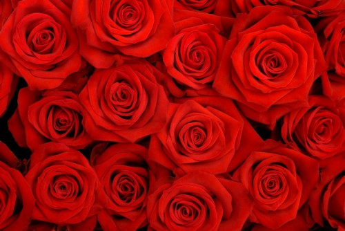 Fototapeta Wielki bukiet czerwonych róż