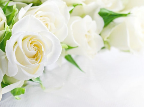 Fototapeta Zbliżenie z białych róż