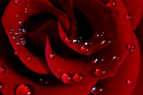 Fototapeta Róża z kropli wody