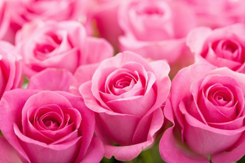 Fototapeta Piękna różowa róża kwiaty w tle