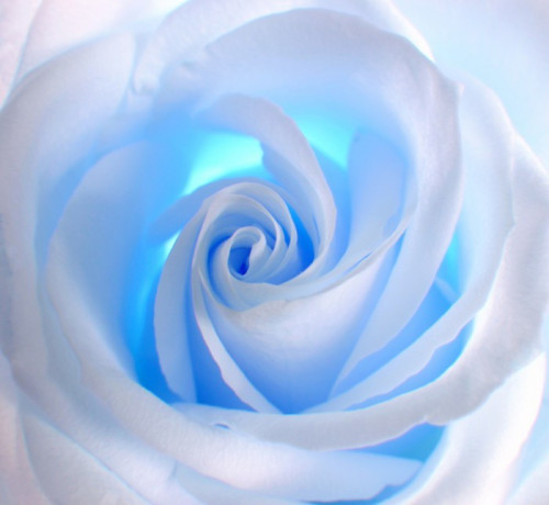 Fototapeta Blue Rose
