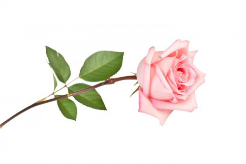 Fototapeta Pink Rose