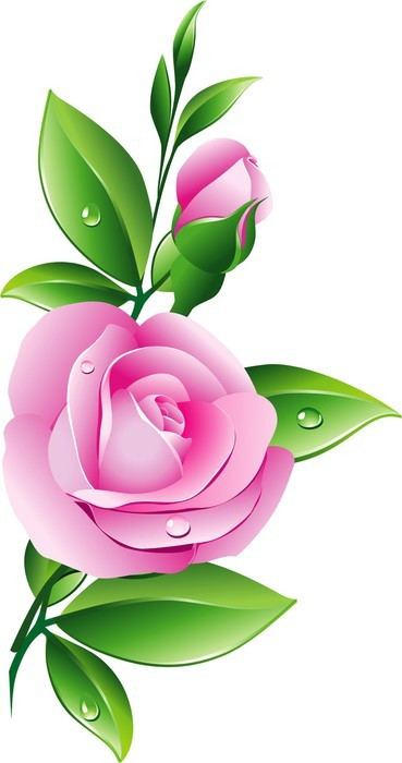 Fototapeta Pink Rose