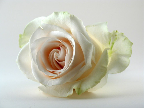 Fototapeta Biała róża na białym tle