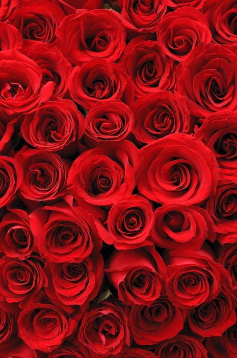 Fototapeta Czerwone róże w tle