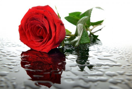 Fototapeta Czerwona róża na szkle z kropelek wody