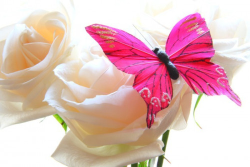 Fototapeta Róże i motyl