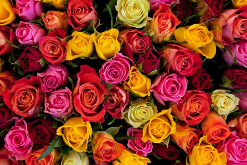 Fototapeta Kwiaty. kolorowe róże w tle