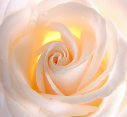 Fototapeta Piękna róża