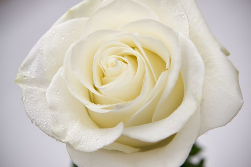 Fototapeta Biała róża z krople rosy z bliska