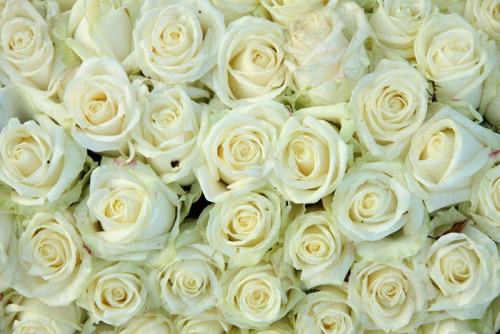 Fototapeta Grupa białych róż, dekoracje ślubne