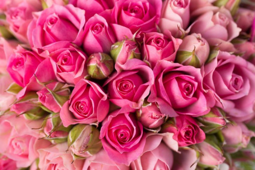 Fototapeta Piękne różowe kwiaty