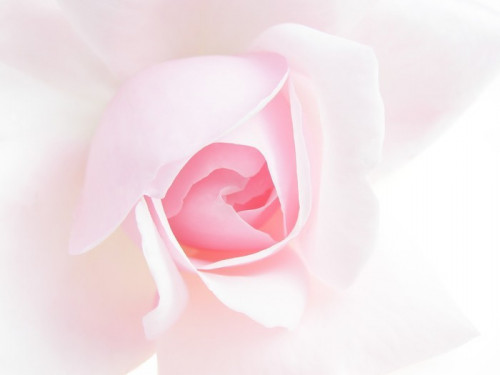 Fototapeta Pink Rose