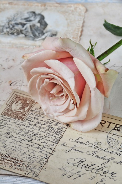 Fototapeta Vintage Rose