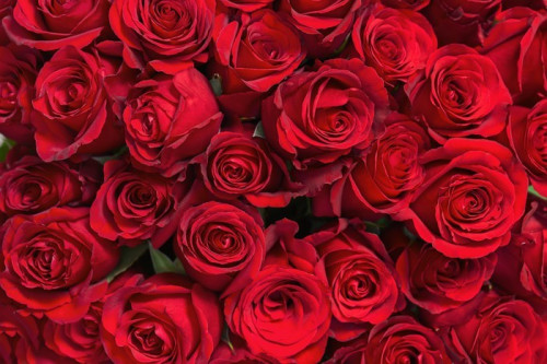 Fototapeta Kolorowy bukiet kwiatów z czerwonych róż do użytku jako tło.