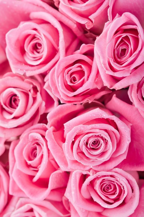 Fototapeta Różowe róże