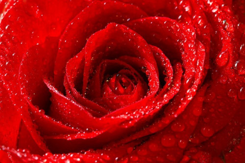 Fototapeta Czerwona róża z kroplami rosy