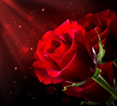 Fototapeta Czerwona róża kwiat odizolowane na czarno. St Walentynki