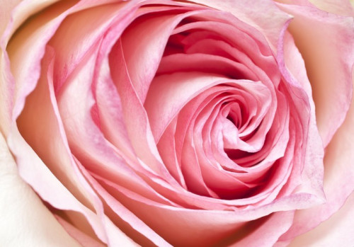 Fototapeta Pink Rose