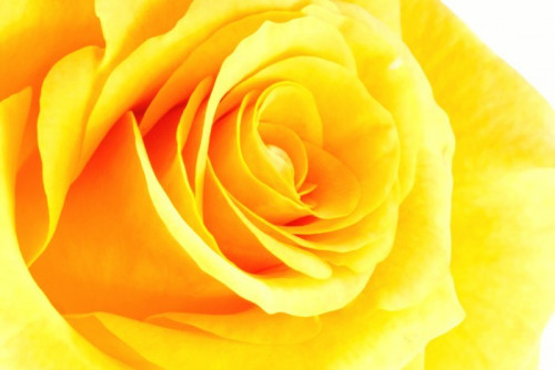 Fototapeta Żółta róża