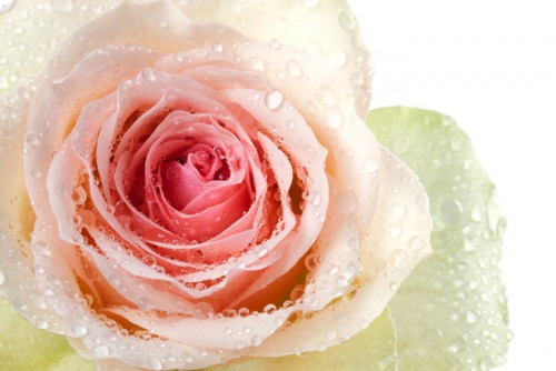 Fototapeta Pink Rose