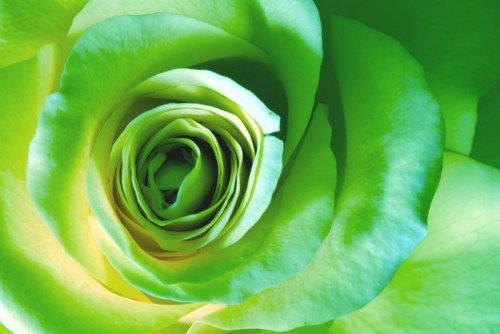 Fototapeta Green Rose