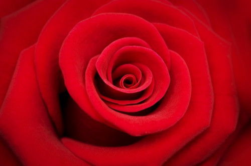 Fototapeta Rose rouge