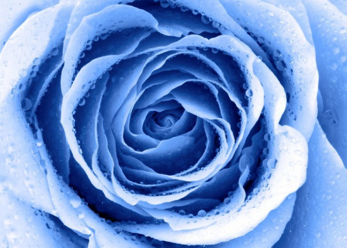 Fototapeta Blue Rose