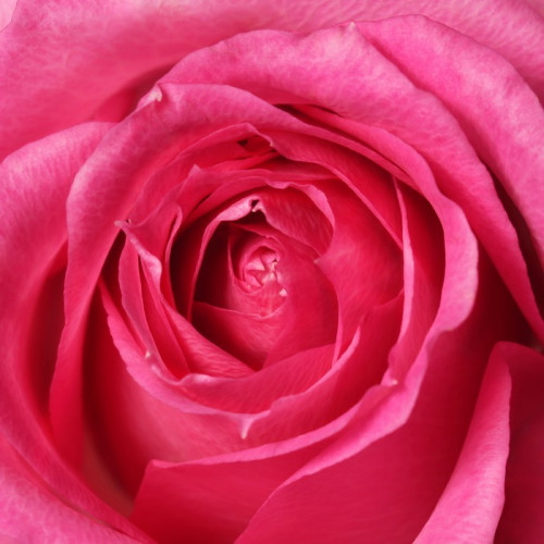 Fototapeta Pink rose zbliżenie