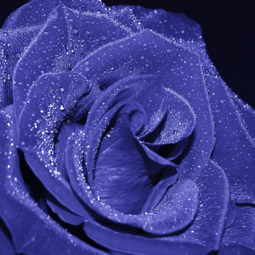 Fototapeta Blue Rose