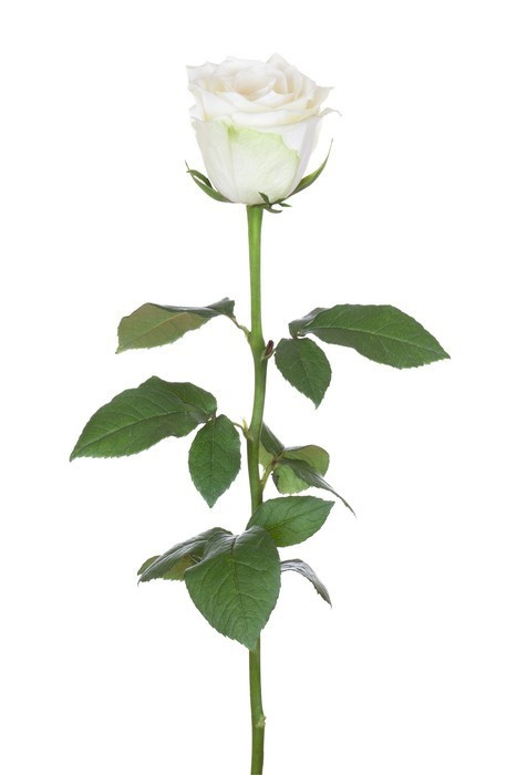 Fototapeta Single White Rose