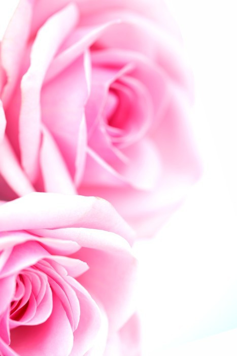 Fototapeta Pink Rose