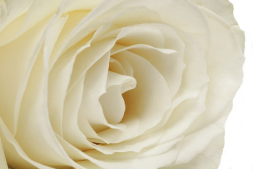 Fototapeta White Rose Close-up