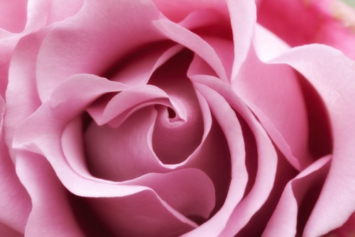 Fototapeta Soft pink rose