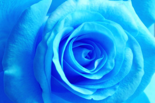 Fototapeta Blue Rose