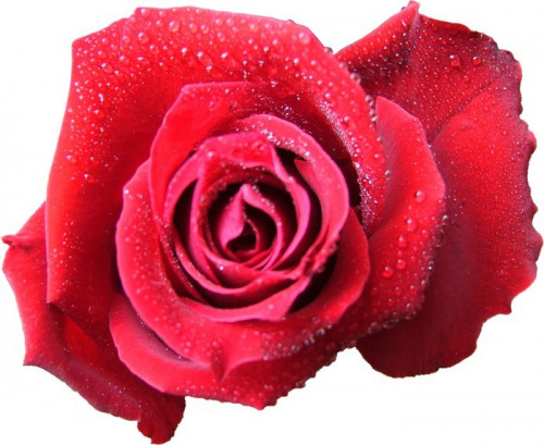 Fototapeta Rose rouge