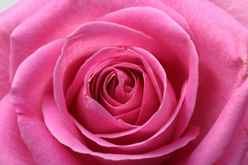 Fototapeta Zamknij się z pink rose serca