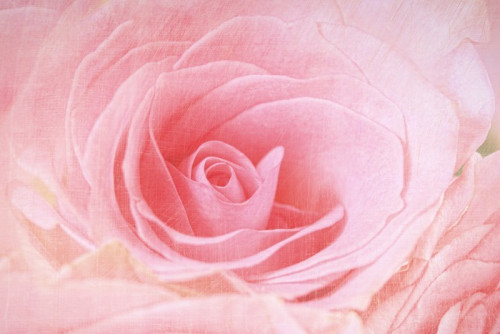 Fototapeta Zbliżenie pink rose