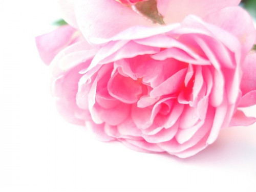 Fototapeta Single Pink Rose