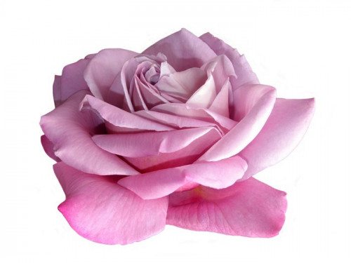 Fototapeta Lilac Rose