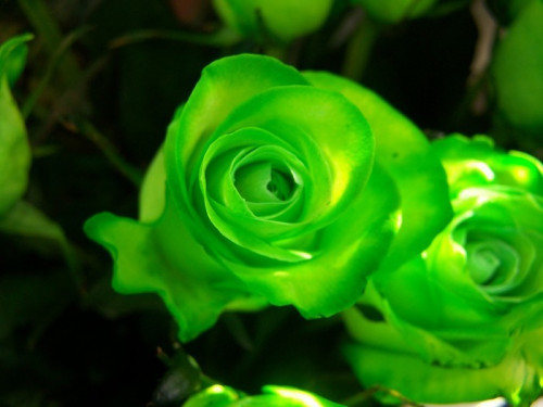 Fototapeta Green Rose