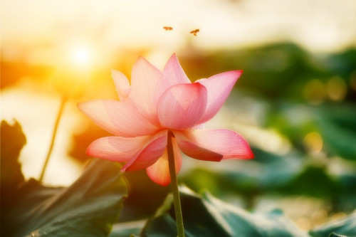Fototapeta Kwiat lotosu kwiat