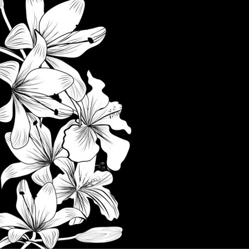 Fototapeta Czarne i białe tło z białymi kwiatami