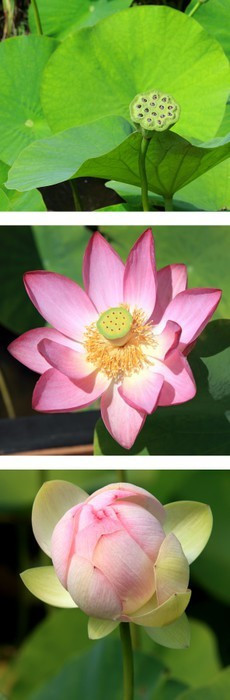 Fototapeta Triptyque pionowy sur lotus Nelumbo nucifera