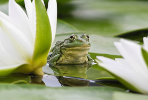 Fototapeta Frog wśród białych lilii