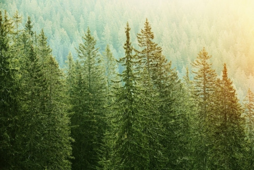 Fototapeta Zielony las iglasty oświetlony przez światło słoneczne