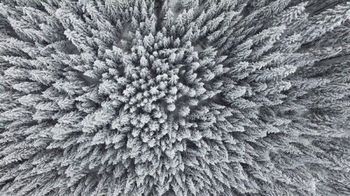 Fototapeta Mrożone Las sosnowy z powietrza